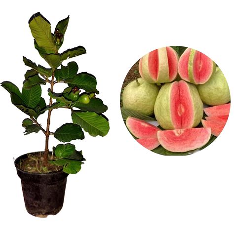 AGRO ALIVE Red Diamond Guava plant, pot not included (1.5-2 feet height ...