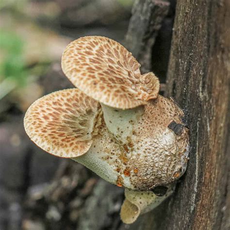 Dryad's Saddle or Pheasant Back Mushroom - Forager | Chef