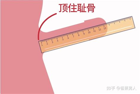 如何正确测量男性的丁丁长度 - 知乎