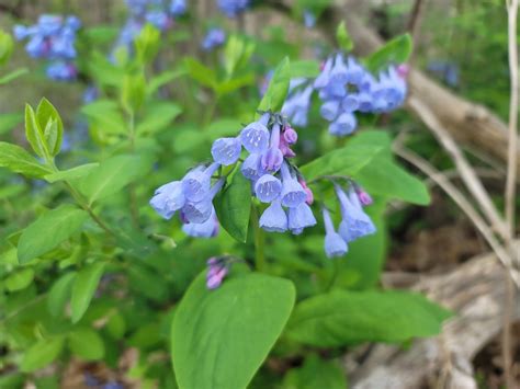 Kentucky Native Plants Flowering Kentucky Native Perennials