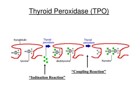 TPO Primer 的图像结果