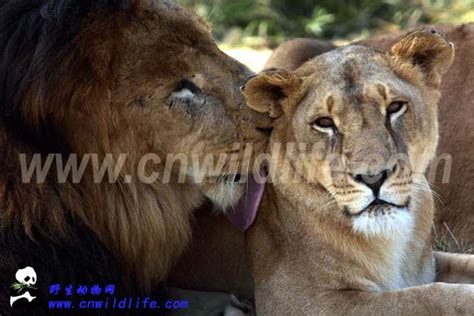 幼狮接近被幼狮覆盖的母狮 库存图片. 图片 包括有 坦桑尼亚, 白天, 驱动器, 草原, 重婚, 外面 - 163837529