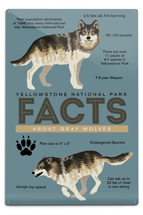 Gray Wolf Habitat Pictures