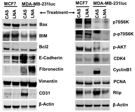 Rlip Depletion Suppresses Growth of Breast Cancer