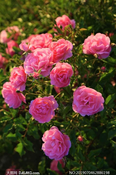 开出朵朵鲜花的玫瑰花摄影高清图片_大图网图片素材