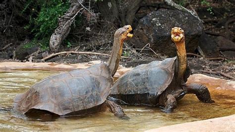 Here’s why laboratory science alone cannot solve the extinction crisis ...