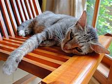 katze durchfall und erbrechen durchfall bei katzen symptome ursachen und erste hilfe katze durchfall und erbrechen durchfall bei katzen symptome ursachen und erste hilfe