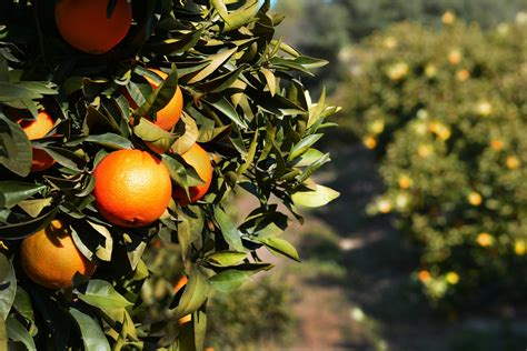 Free Images : tree, branch, fruit, flower, orange, food, produce ...