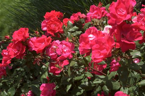 How to Grow and Care for Knock Out Roses