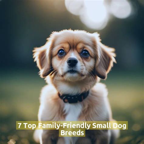 7 Top Family-Friendly Small Dog Breeds - Pet Health Advisor