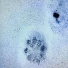marderspuren im schnee wessen tierpfote tiere garten schnee marderspuren im schnee wessen tierpfote tiere garten schnee