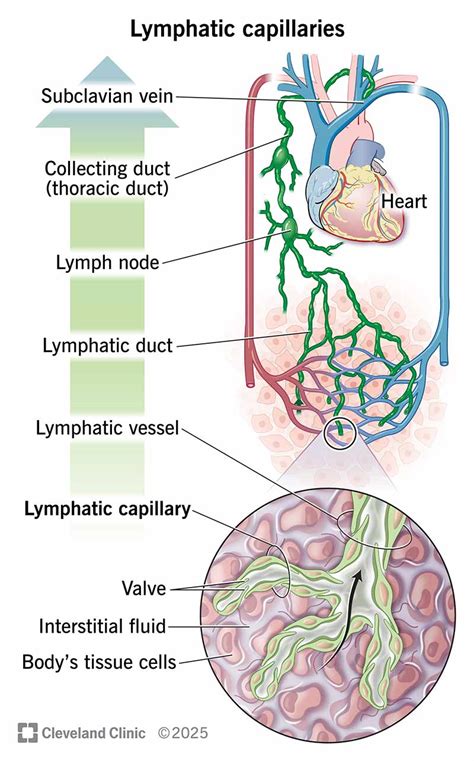 Image result for The Structure Lymphatic System