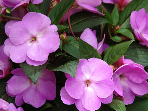 Impatiens And Shade