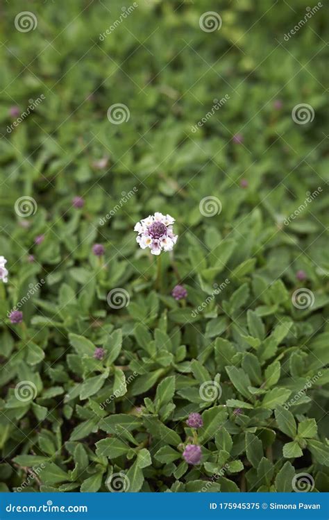 Phyla nodiflora close up stock image. Image of leaf - 175945375