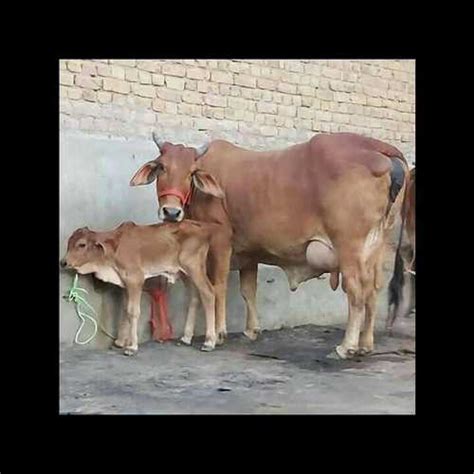 Sahiwal Cow Supplier, Sahiwal Milk Cow Trader in Karnal, Haryana