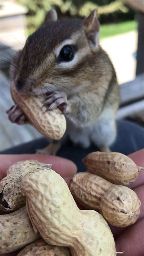 Image result for Digesting Chipmunk