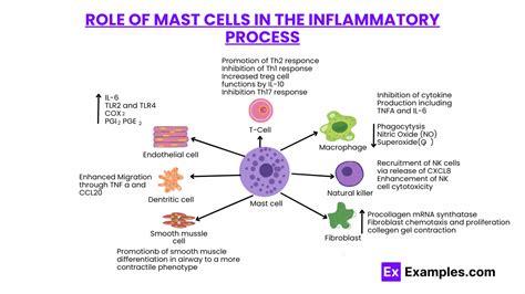 Image result for Mast Cells Explained