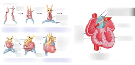 Image result for Heart Development Process
