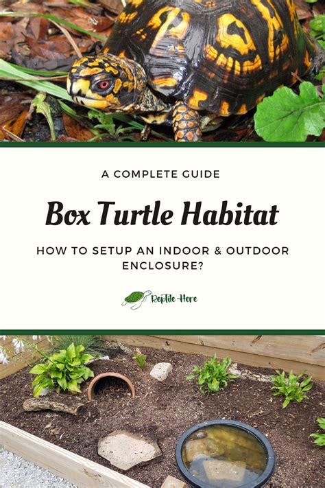 Image result for Turtle Habitat Setup