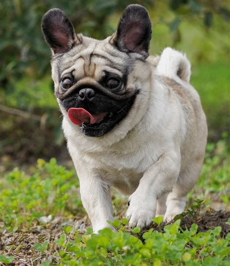 Genetic Mutations In Animals