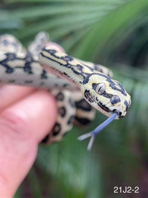 Jungle Jag Python 的图像结果