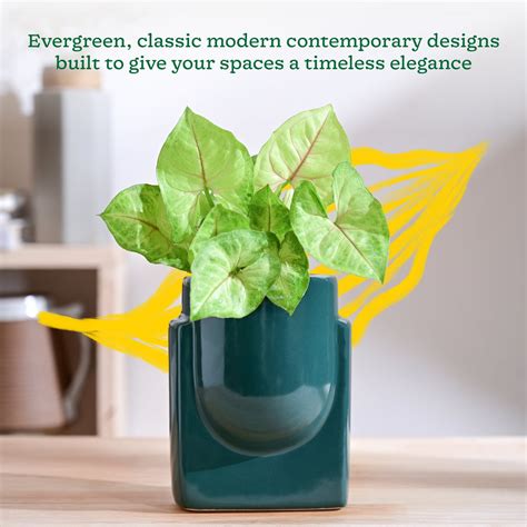 Cats are Gods Ceramic Planter – Ugaoo