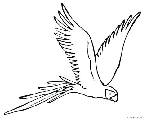 Image result for How to Draw Parrot Flying