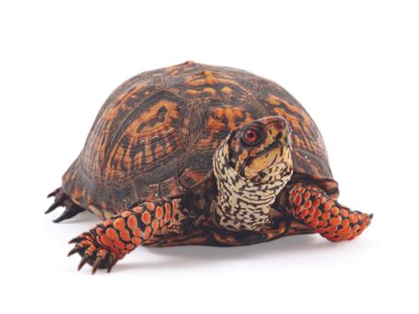 Image result for Biggest Box Turtle