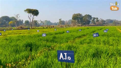 पशुओं के लिए पूरे साल हरे चारे की नहीं होगी कमी, अपनाएं यह तरीका ...