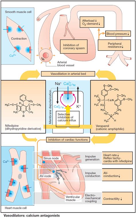 Calcium Antagonists (Ca-channel blockers) - Manual of Medicine