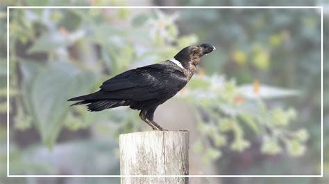 Know All Types Of Ravens (ID, Picture, Geographic Range & Size)