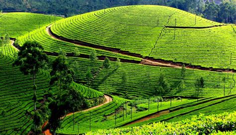 5 Most Beautiful Tea Estates To Visit in India - lifeberrys.com