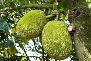 Mphmi Live Plant Nursery NCR Plant Jack Fruit, Kathal, Artocarpus ...