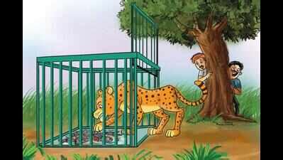Now fish water to be used to draw leopards near cages | Surat News ...