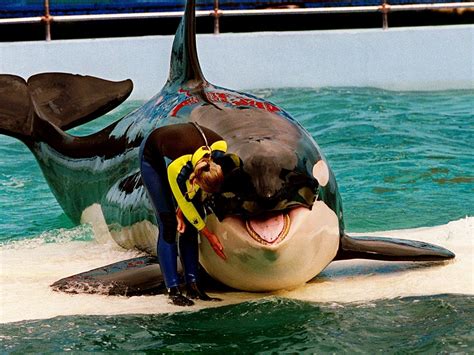 Killer Whale Vs Dolphin