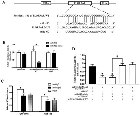 Discovery of Salidroside as a Novel Non-Coding RNA Modulator to Delay ...