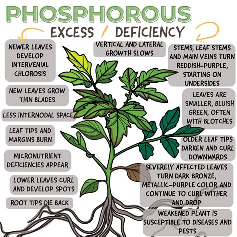 Useful Information - Identifying and Treating Phosphorous Toxicity and Deficiency - Biologic ...