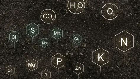 Image result for Which Macronutrient Builds All Structures