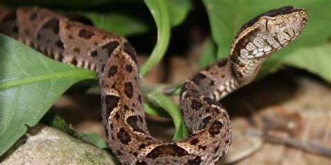 Image result for Separator Python