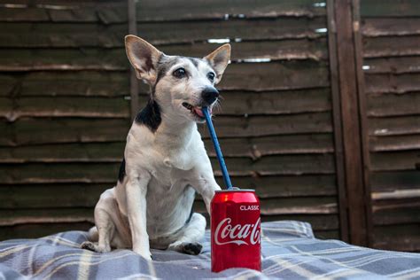 Can Dogs Drink Coke