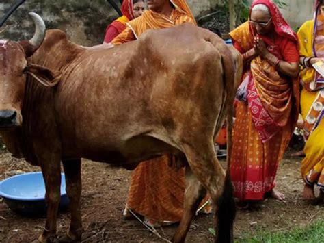 Rajasthan Govt To Start OLX-Like Online Portal For Cattle In A Bid To ...