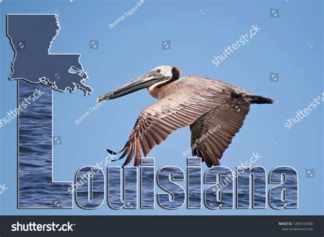 Louisiana State Sign Map State Bird Stock Photo 1289165380 | Shutterstock