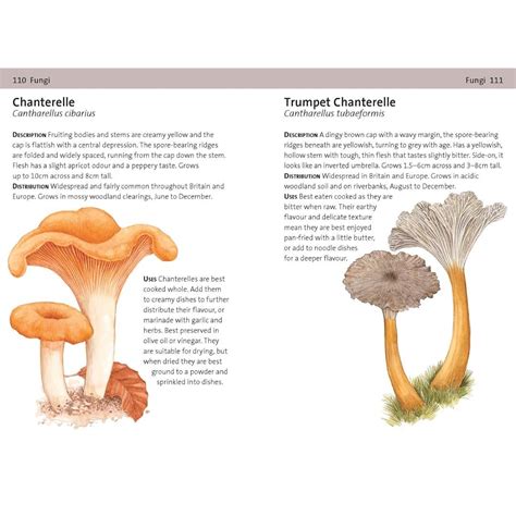 Image result for Foraging Guide