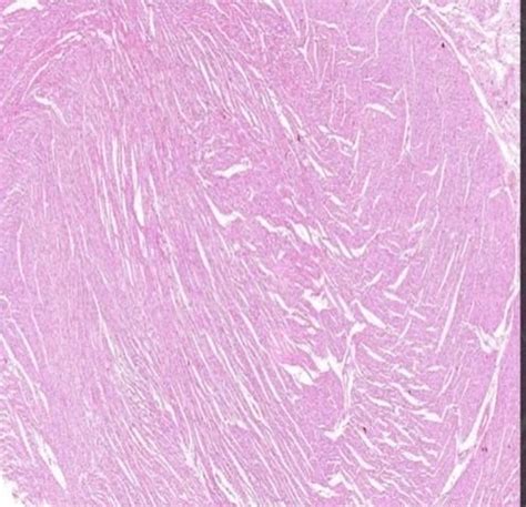 Online Digital Histology Slides for MBBS - Manufacturer Exporter ...