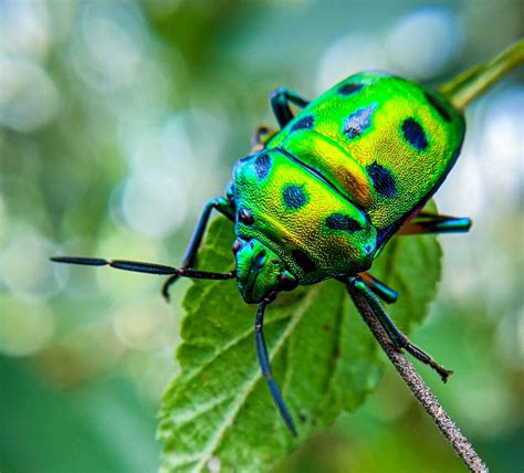 17 facts about Insects | FactInformer