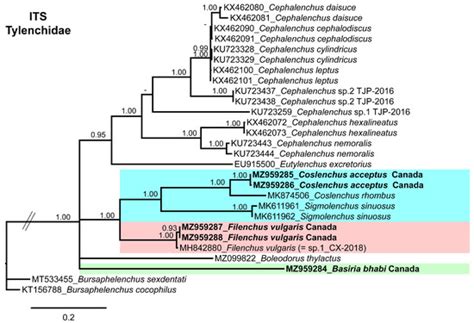 First Report of Three Tylenchidae Taxa from Southern Alberta, Canada