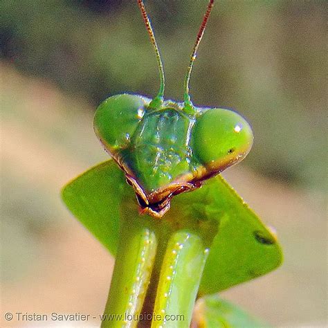 praying mantis, head closeup