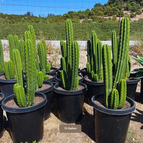 San Pedro Cactus | Plants Express