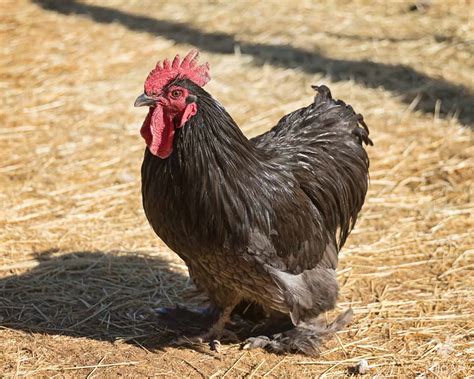 21 Black Chicken Breeds: All You Need to Know