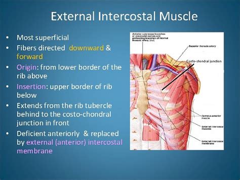 Image result for Critical Reflection Paper Example APA Style